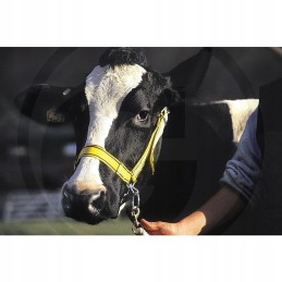 Horizontinis apynasris nailoninis geltonai juodas 475x40mm