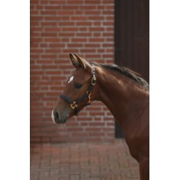 Apykaklė viršutinės linijos kumeliukams, juoda