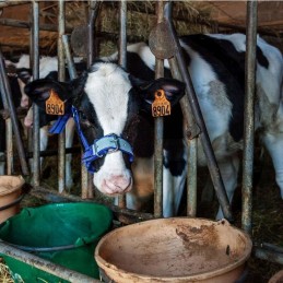 Horizontinis apynasris nailoninis mėlynas