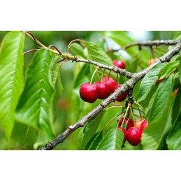 Sodo antgalis ATF 80, žalias, albuzinis