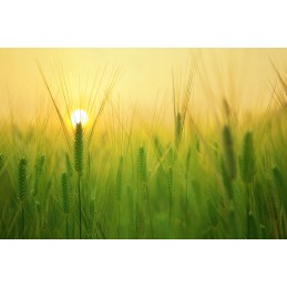 Metalinis purkštukas, purškiamas filtras 80 akių albuze