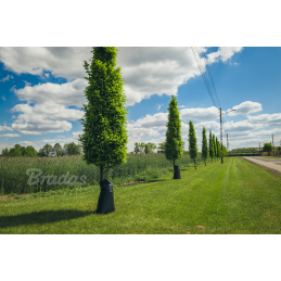 75 litrų PE medžių laistymo maišas -KTTZ75/50180