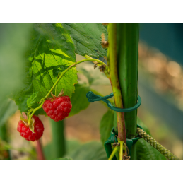 Augalų spaustukai „TWIST LOCK“, 13 mm skersmens -TYK13GR/50