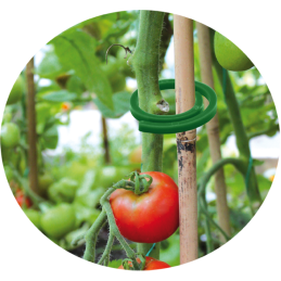 Augalų spaustukai - 1 dydis -TYK31.