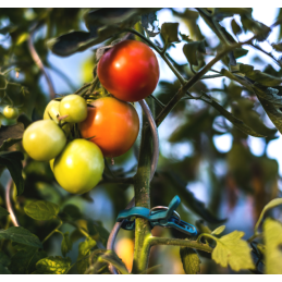 Augalų spaustukai - 2 dydžiai -TYK49.