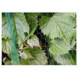 PAUKŠČIŲ TINKLAS, 7 g/m2 akutės, -AS-BN71919305