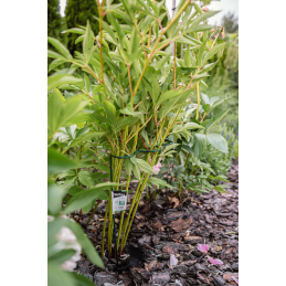 Banguotas žiedinis augalų laikiklis, 1/2 apskritimo, skersmuo 40 cm / aukštis 55 cm -TYRP4F4055