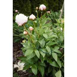 Banguotas žiedinis augalų laikiklis, 1/2 apskritimo, skersmuo 30 cm / aukštis 85 cm -TYRP4F3085