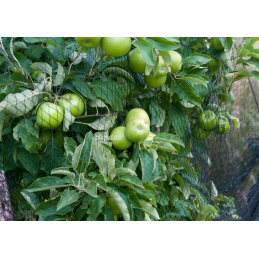 Austas apsauginis paukščių tinklas DIAMOND 20g/m2 -AS-BN20151503005