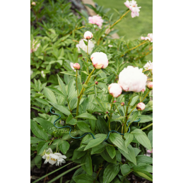 Banguotas žiedinis augalų laikiklis, 1/2 apskritimo, skersmuo 40 cm / aukštis 85 cm -TYRP4F4085