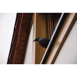 Varnų paukščių baidyklė -CTRL-BR101