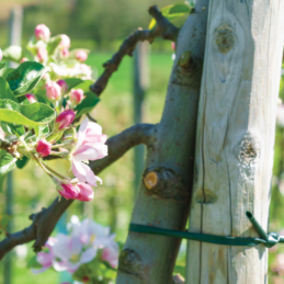 Žarna augalų tvirtinimui 3,9 mm x 30 m -TYW39X030