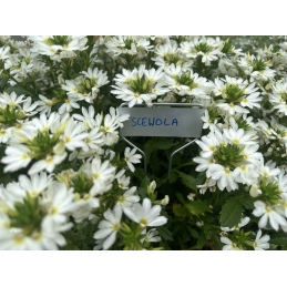 Augalų lenta 13x6,6 cm -TYE136622AL/10B