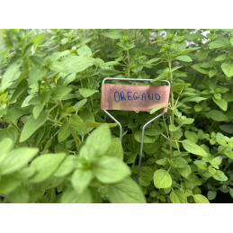 Augalų lenta 25x6,6 cm -TYE256622CP/10B