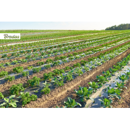 Mulčiavimo plėvelė be skylių, 1,2 m x 50 m, 15 mikronų -AK-MFG1151200050BB