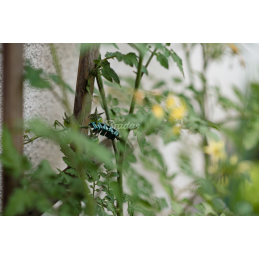 Arkos, atramos augalų stiebams 6 mm -TYK006GR/500