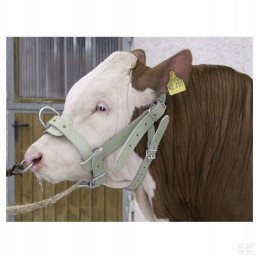 1630220202 apynasris jaučiams