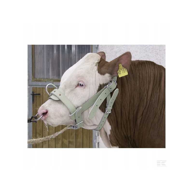 1630220202 apynasris jaučiams